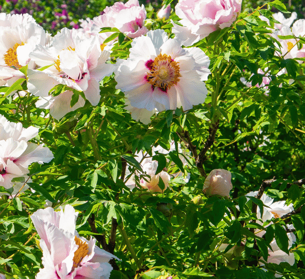 Peony Flowers