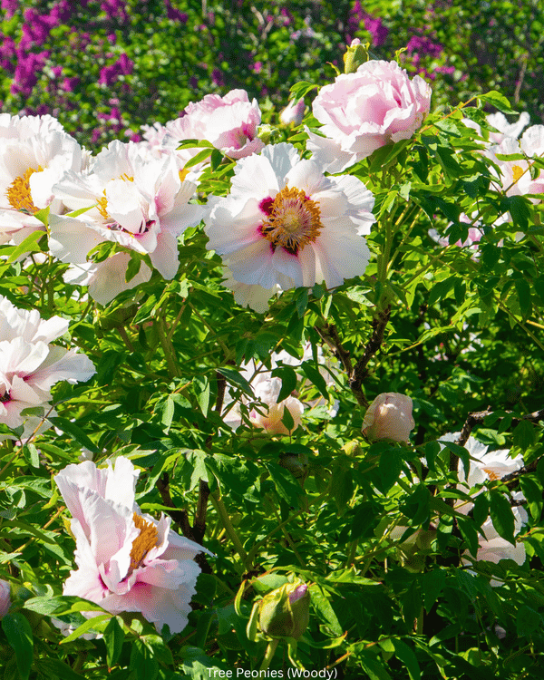 Tree Peonies fLOWER 