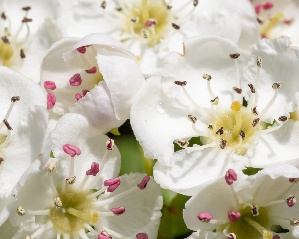 Cut Flowers That Last