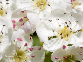 Cut Flowers That Last