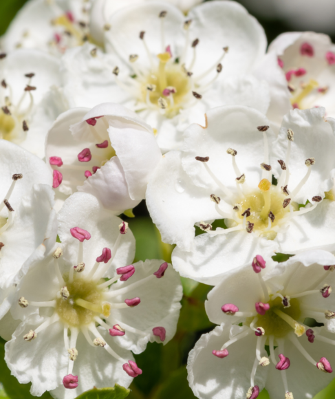 Cut Flowers That Last