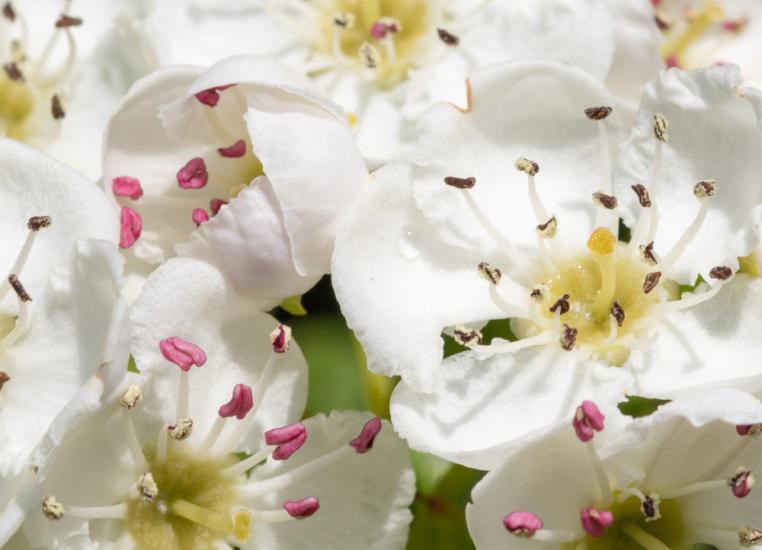 Cut Flowers That Last