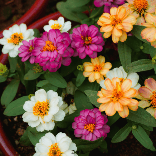 Zinnia