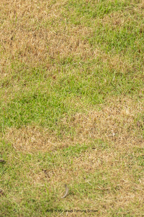 Why Is My Grass Turning Brown