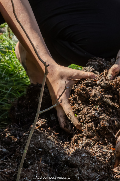 Add compost regularly