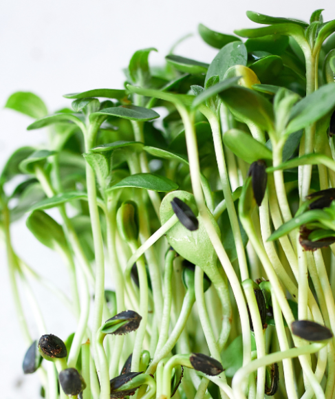 How to Grow Microgreens Without Soil