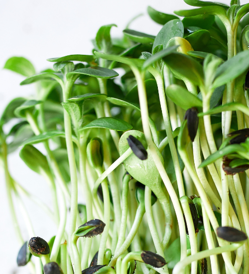 How to Grow Microgreens Without Soil