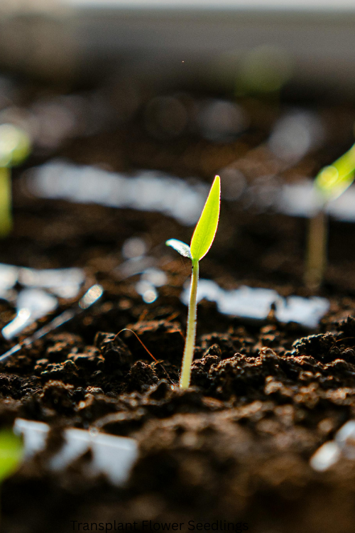 How to Transplant Flower Seedlings Without Shock