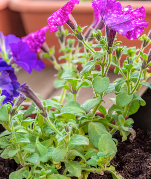 How to Transplant Flower Seedlings Without Shock
