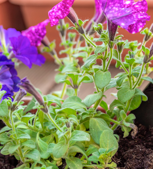 How to Transplant Flower Seedlings Without Shock