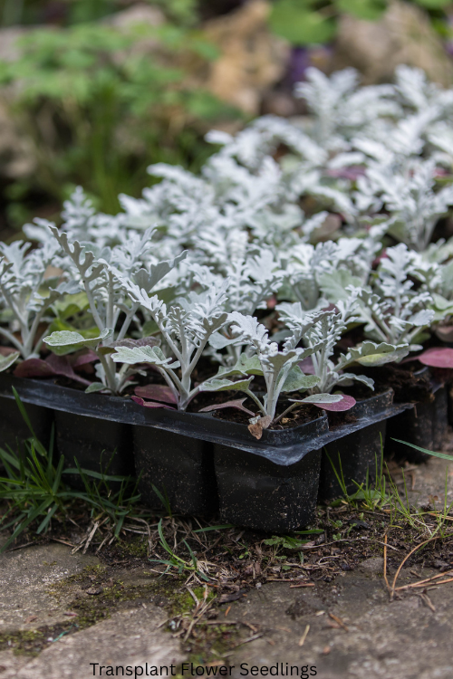 How to Transplant Flower Seedlings Without Shock