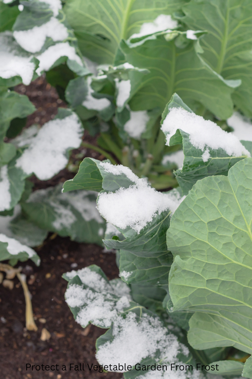 How to Protect a Fall Vegetable Garden From Frost