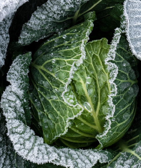 How to Protect a Fall Vegetable Garden From Frost