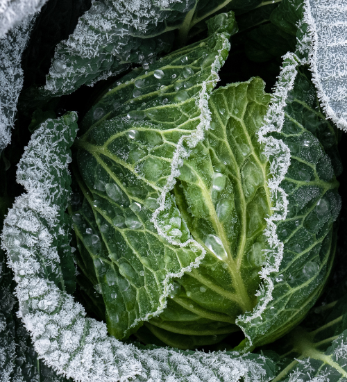 How to Protect a Fall Vegetable Garden From Frost