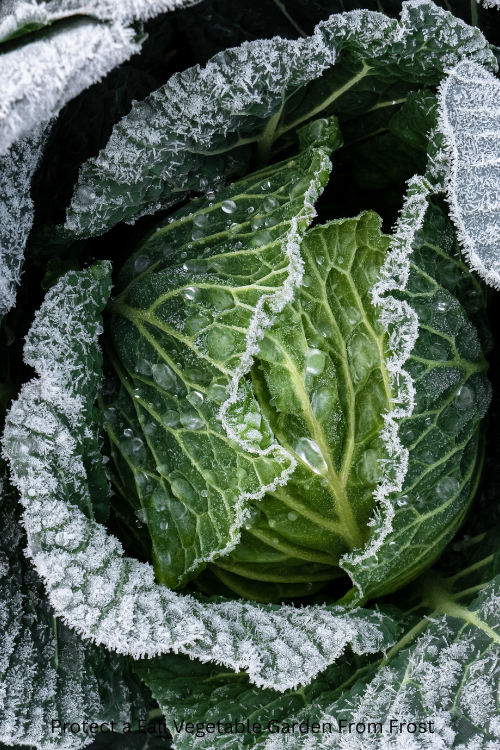 How to Protect a Fall Vegetable Garden From Frost