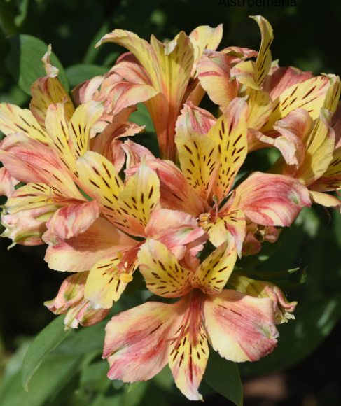Heat-Resistant Flowers for a Summer Wedding Bouquet