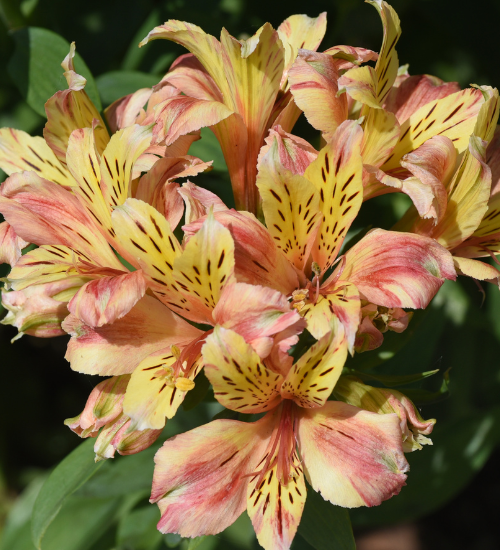 Heat-Resistant Flowers for a Summer Wedding Bouquet