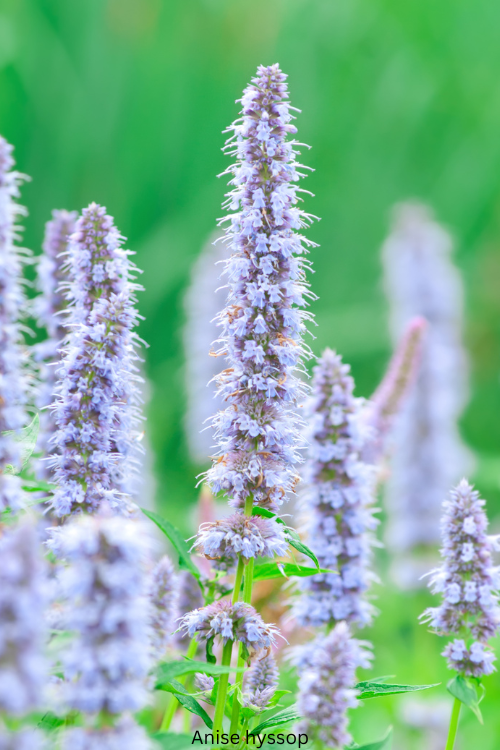Anise hyssop