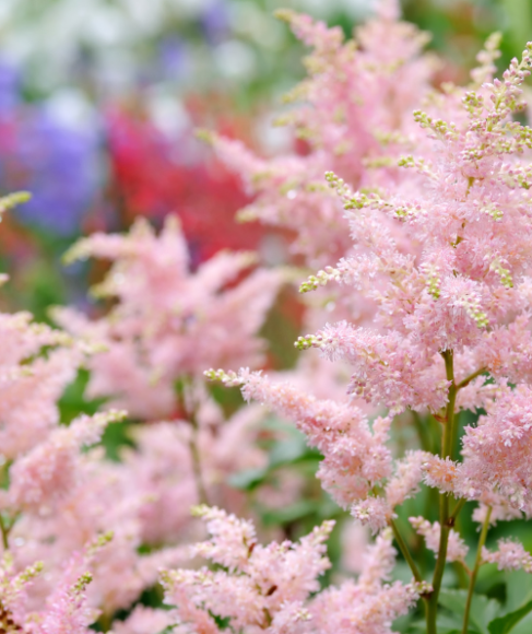 Shade Flowers for a North-Facing Garden