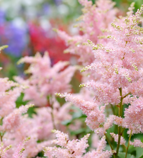 Shade Flowers for a North-Facing Garden