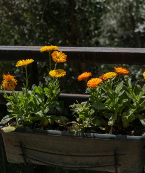Balcony Cut Flower