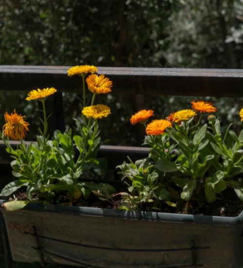 Balcony Cut Flower