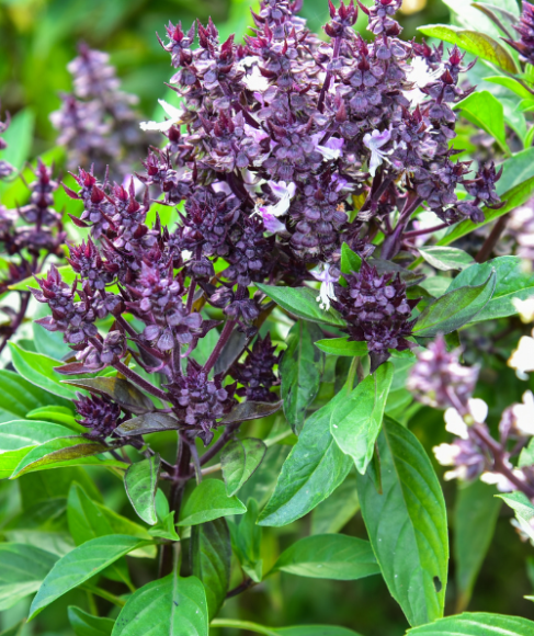 How to Plan a Small-Space Cut Flower Garden
