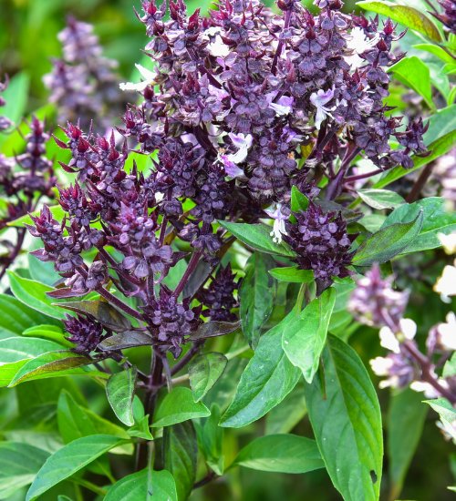 How to Plan a Small-Space Cut Flower Garden