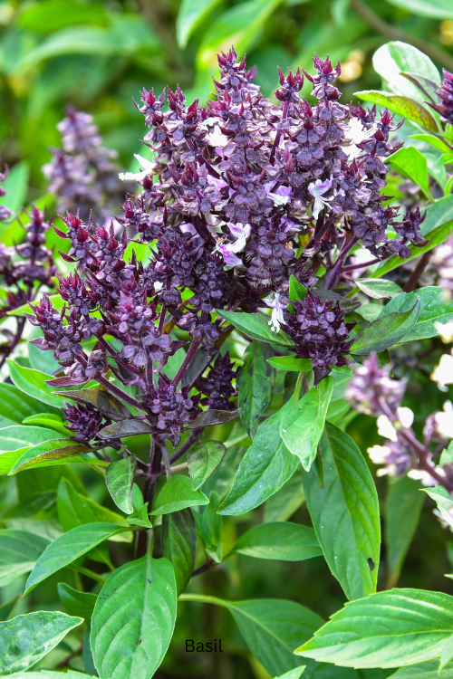 How to Plan a Small-Space Cut Flower Garden