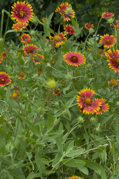 Blanket Flower