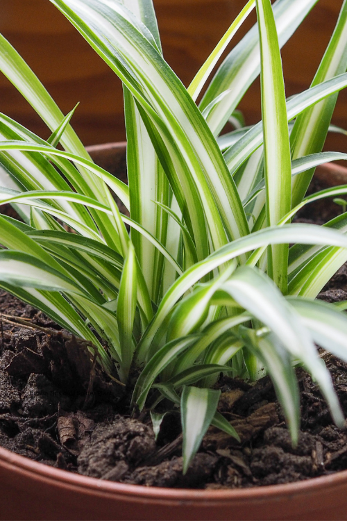 How to Fix Brown Tips on a Spider Plant