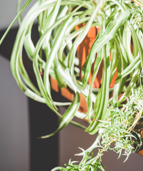 How to Fix Brown Tips on a Spider Plant