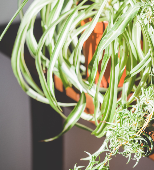 How to Fix Brown Tips on a Spider Plant