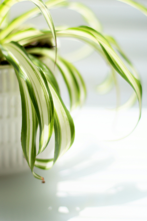 Brown Tips on a Spider Plant
