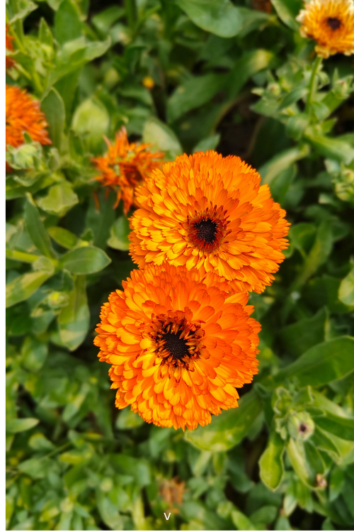Calendula