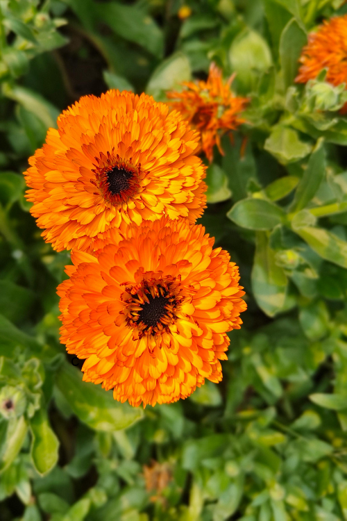 Calendula