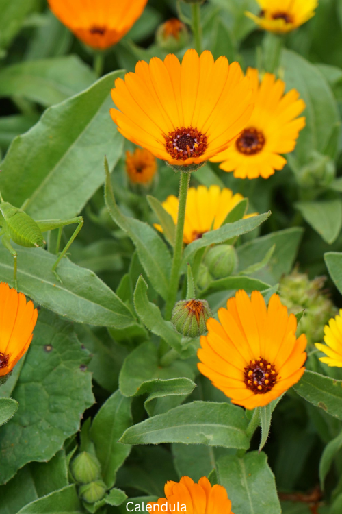 Calendula