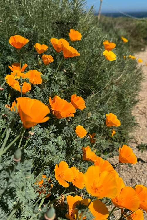 Self-Seeding Annual Flowers for a Natural Cottage Garden