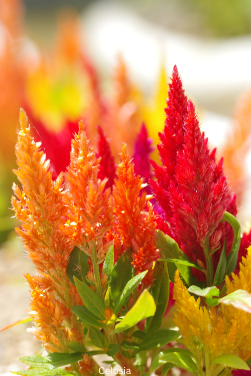 Celosia