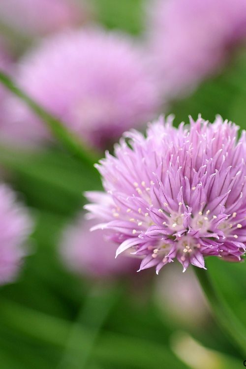 Chive Blossoms