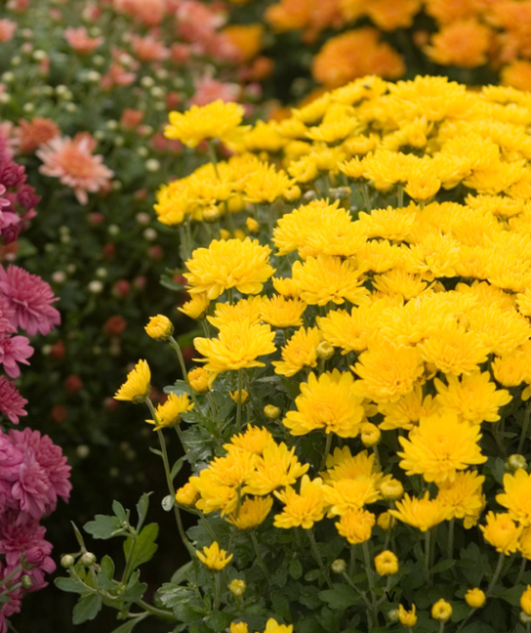 Flowers for a Late Fall Patio Planter