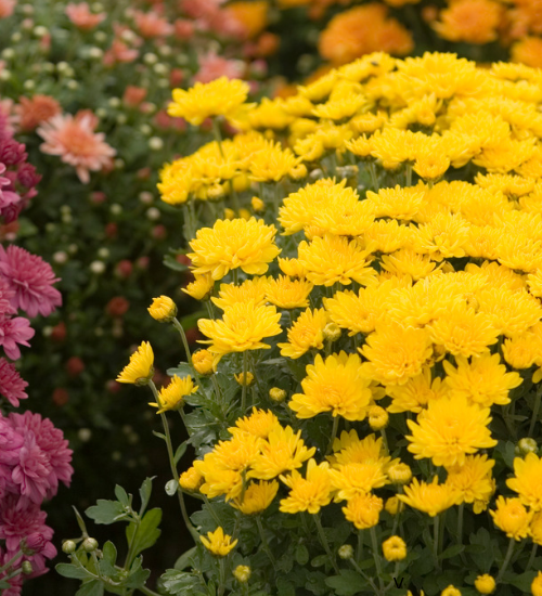 Flowers for a Late Fall Patio Planter