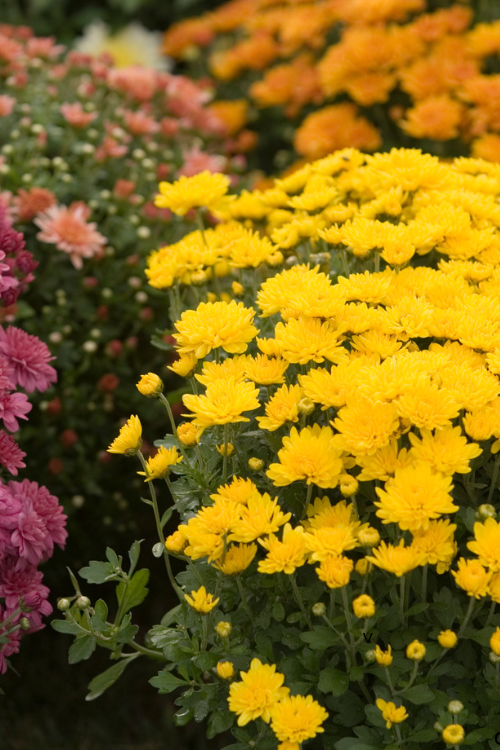 Chrysanthemums