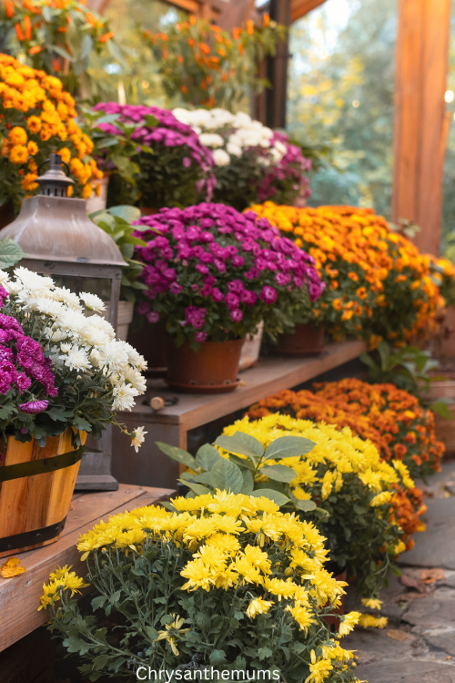 Chrysanthemums