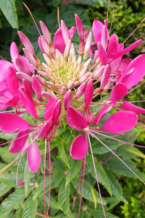 Cleome