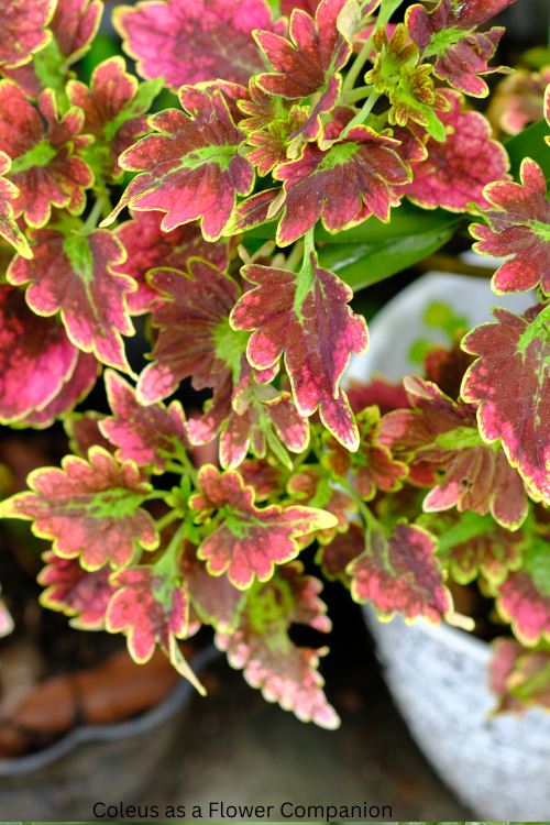 Coleus as a Flower Companion