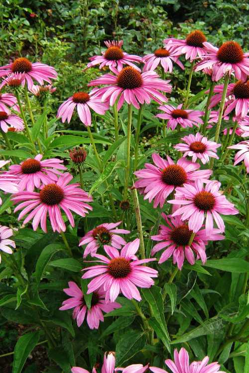 Coneflowers