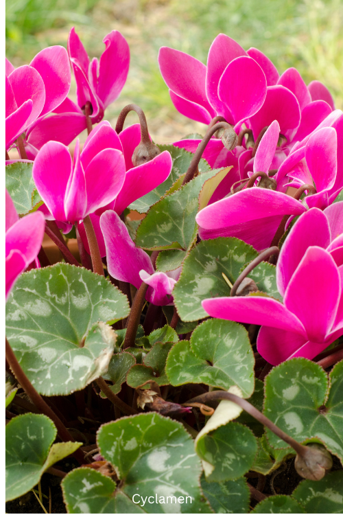 Cyclamen