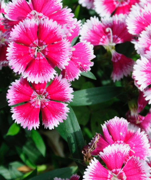 Flowers for a Dry Sunny Slope
