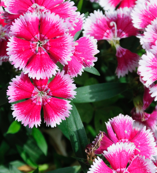 Flowers for a Dry Sunny Slope